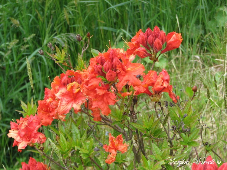 Nouvelles du Canada 176 : Azalées et rhododendrons