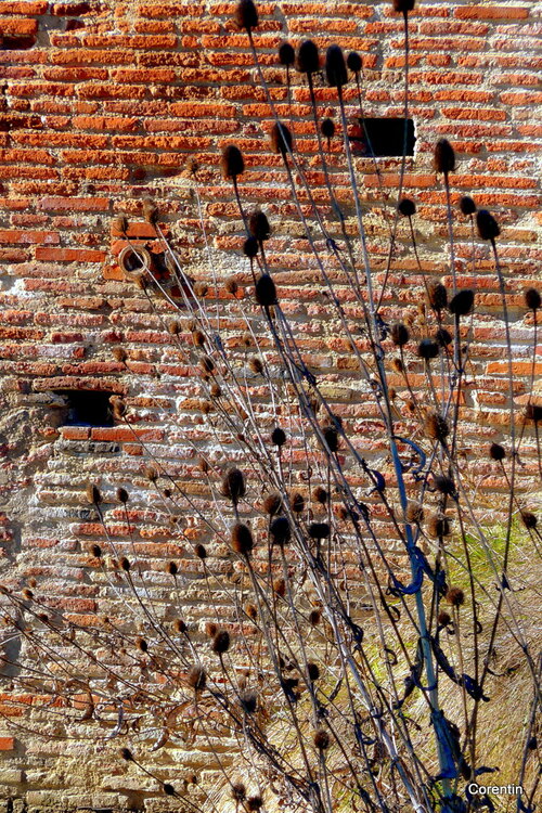 Canal du Midi : les briques du pont ... 2