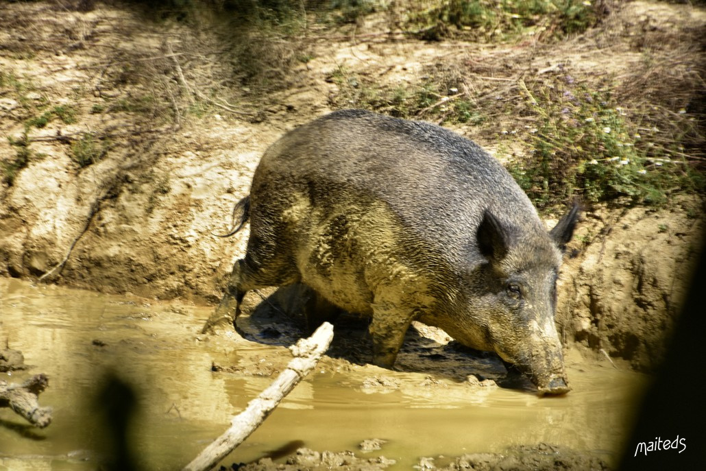 La ferme aux cerfs et sangliers - Le Houga - Gers 