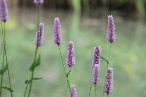 Visite des Jardins de mon Moulin