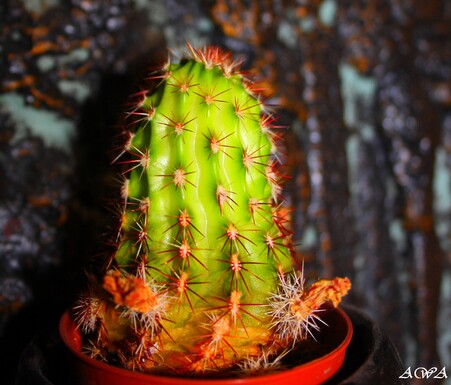 Orchidée nain !!! ( Litle Lady ) et mon dernier bébé cactus !!!