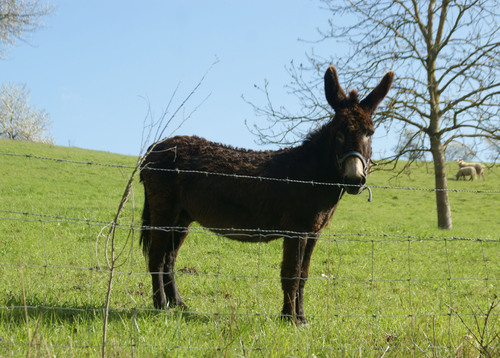 Randonnée des Pics.Saint Yvoine.18.04.2016