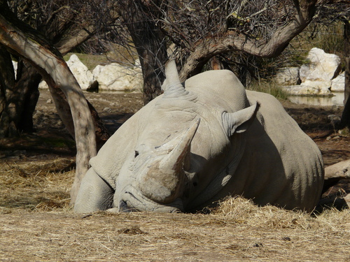 Le rhinocéros...