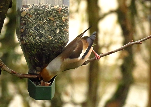 De beaux oiseaux colorés ont visité mon jardin cet hiver....