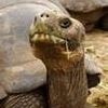 tortue de galapagos 8.jpg