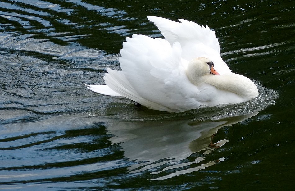 Maman Cygne fait la fofolle.