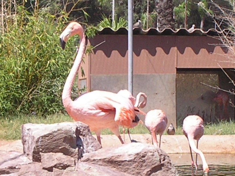 Les animaux du zoo de Fréjus