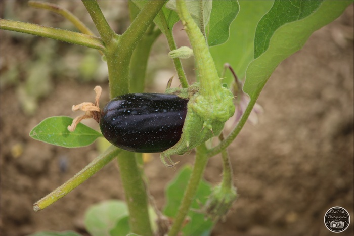 L'aubergine et sa fleur