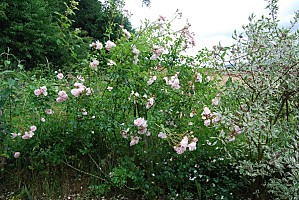 Grimpant rose Morsang 3