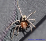 Philodromidae