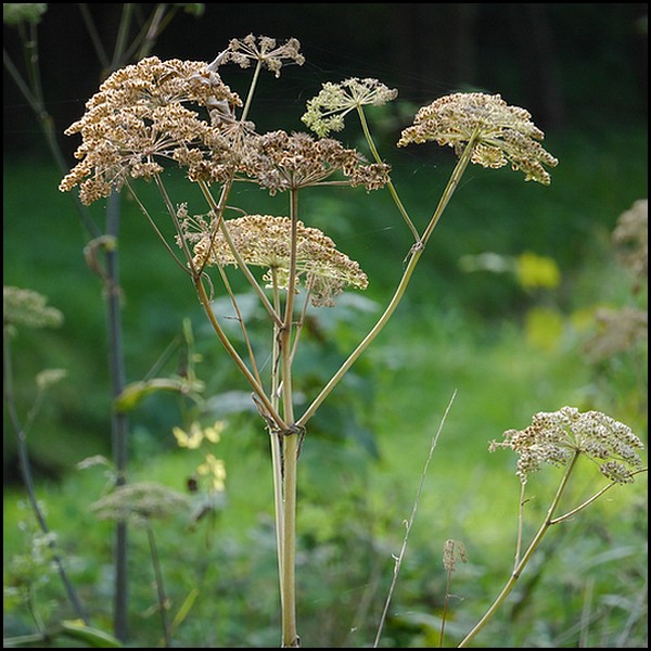 Beautés sauvages