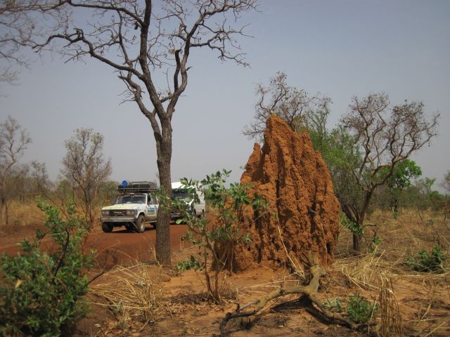 Bénin Parc de la Pendjari Termitière 2