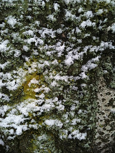 04 Pigmentation de l'arbre en hiver