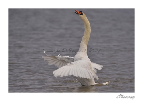 Cygne tuberculé