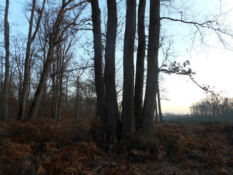 randonnée de Châtellerault dimanche 19 janvier