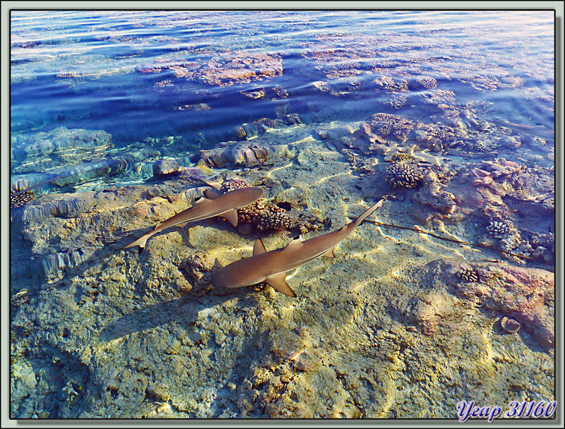 Au bout du ponton de Aito Paradise : requins pointes noires - Atoll de Fakarava Passe Sud - Polynésie française