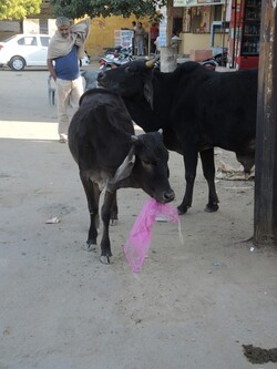 Inde 2014- Petite information sur les vaches sacrées