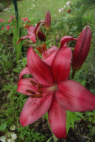 lys hybrides oranges et rouges