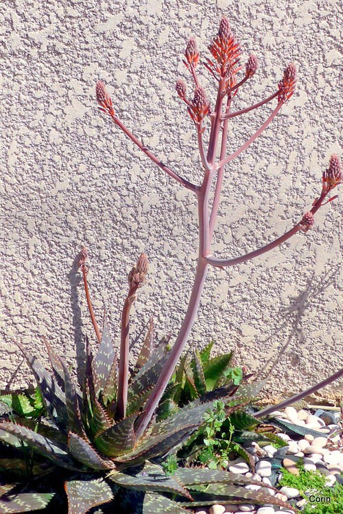 Plante en fleur : aloès?