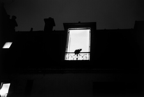 03 - Des chats à la fenêtre suite