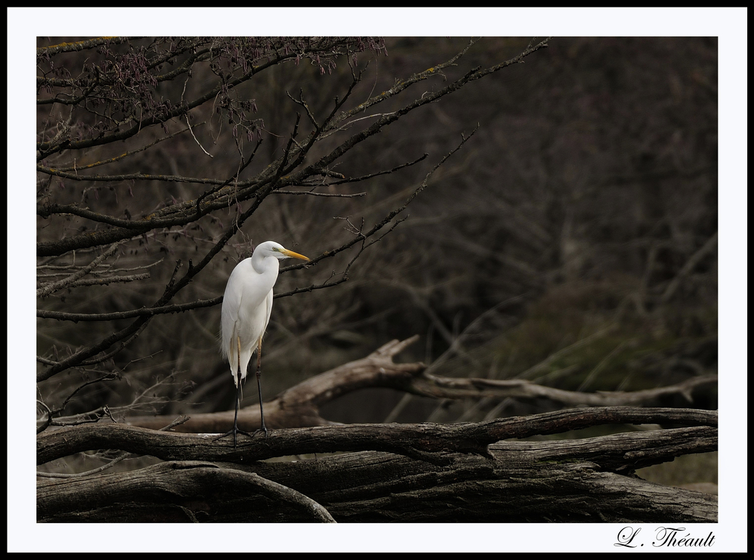 Grande aigrette 