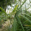 Domaine de GAZANIA les fleurs