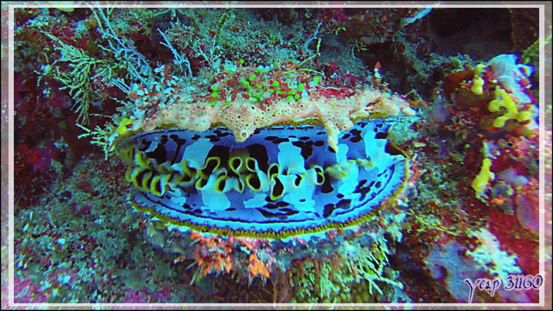 Spondyle variable ou huître à charnières, Thorny oyster (Spondylus varius) - Himandhoo Kandu - Atoll d'Ari - Maldives