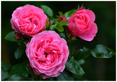 Mes plus belles photos de roses ...