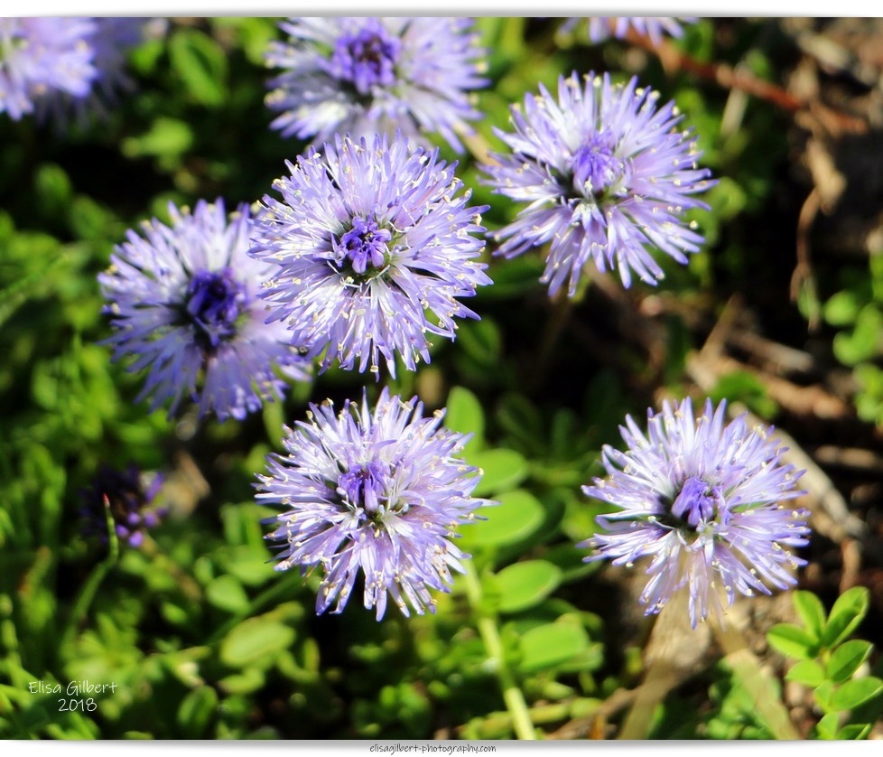 Photos à thèmes N°7 et N°8 "Fleurs de montagne"