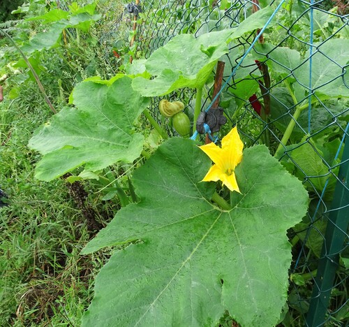 Portes ouvertes au domaine de Kerivaut Pluvigner Morbihan - Le potager