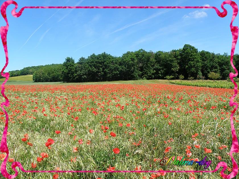 coquelicots