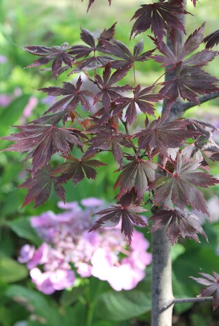 hydrangea à fleurs plates (serrata) 'Tiara'