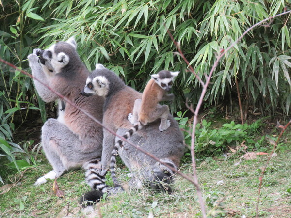 Zoo de Beauval (16).