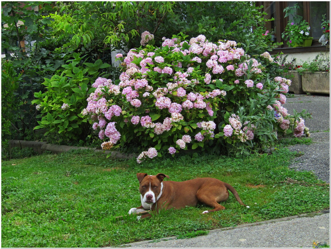 MON JARDIN - DES FLEURS 