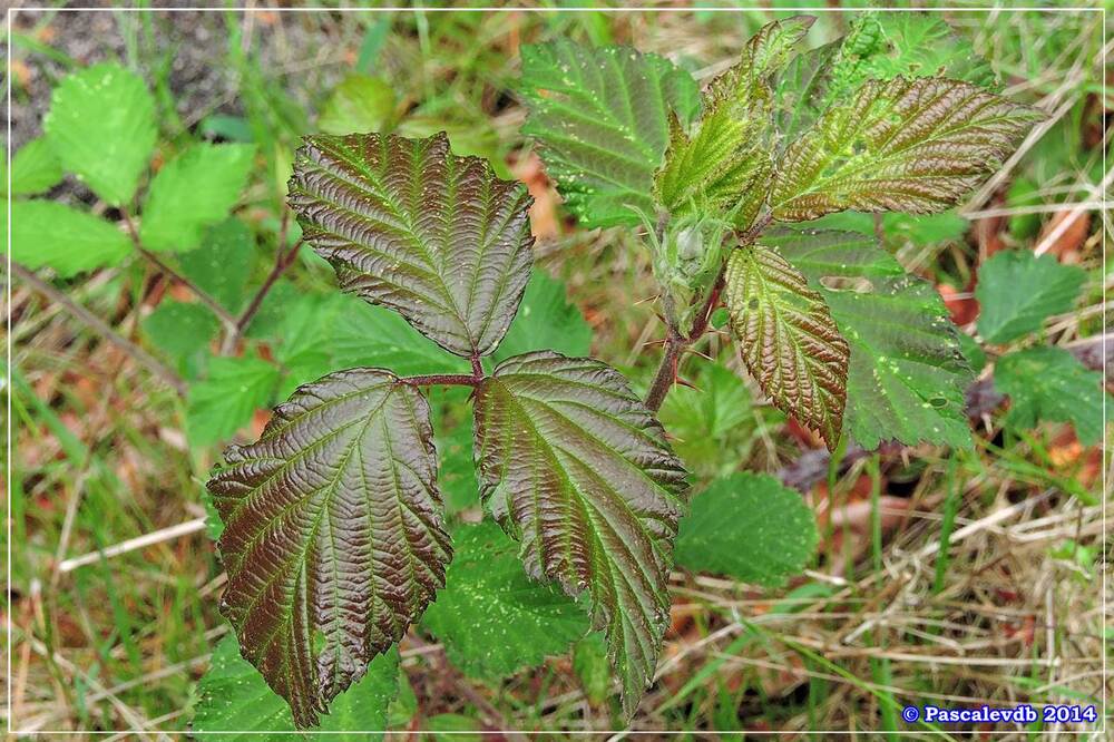 Couleurs du printemps 5/10