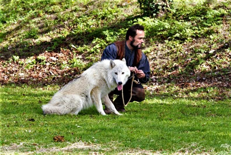 Le Meneu d'Loup - Cie Baladins de la Vallée d'Argent : spectacle animalier  avec des loups - Citizenkid