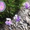 Primevère farineuse (Primula farinosa) (1800 m)