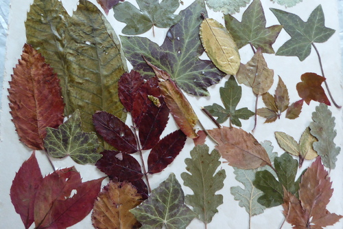 Peinture sur feuilles séchées
