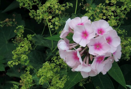 Phlox