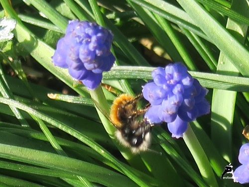 Osmie cornue mâle (Osmia cornuta)