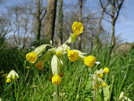 Fleurs d'Aurore