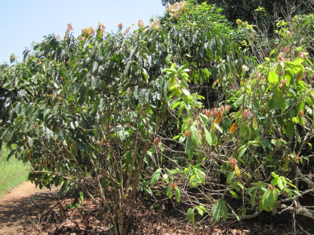 Côte d'Ivoire Cacaoyers et Caféiers