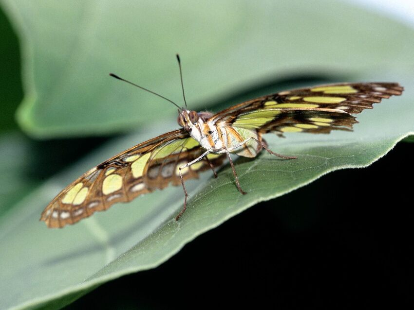 10 Images de Papillons