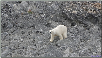 Rencontre avec le seigneur de l'Arctique : l'ours polaire - Magdalenfjord - Spitzberg - Svalbard - Norvège