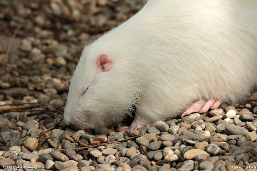 le ragondin blanc