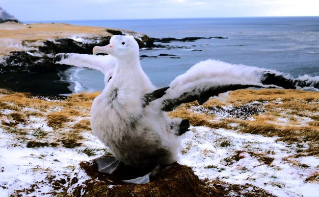 Les albatros, seigneurs des mers : une conférence de l'Association Culturelle Châtillonnaise