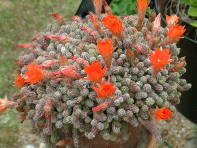 Cactus fleurs orange vif