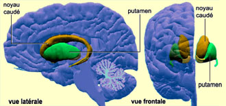 http://lancien.cowblog.fr/images/Cerveau1/gangbase1.jpg