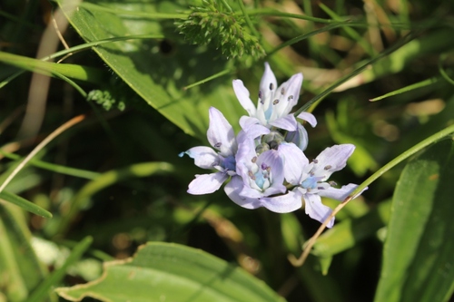 Fleurs sauvages