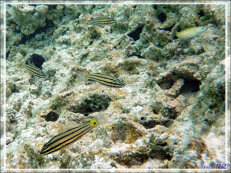 Apogon à cinq lignes ou Cardinal à cinq lignes, Five-lined cardinalfish (Cheilodipterus quinquelineatus) - Lagon bleu - Atoll de Fakarava - Tuamotu - Polynésie française